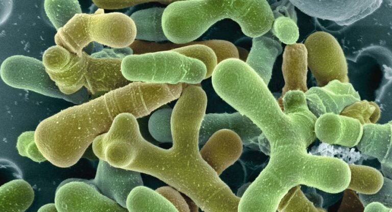Bifidobacterium
