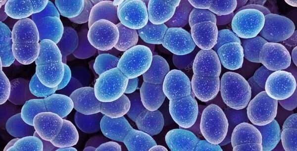Enterococcus