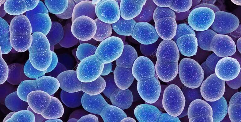 Enterococcus
