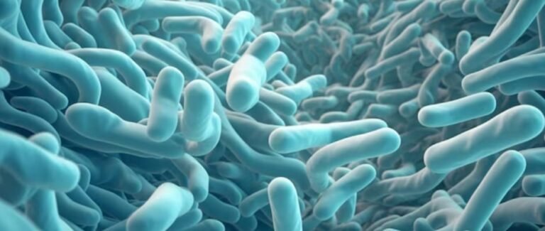 Lactobacillus