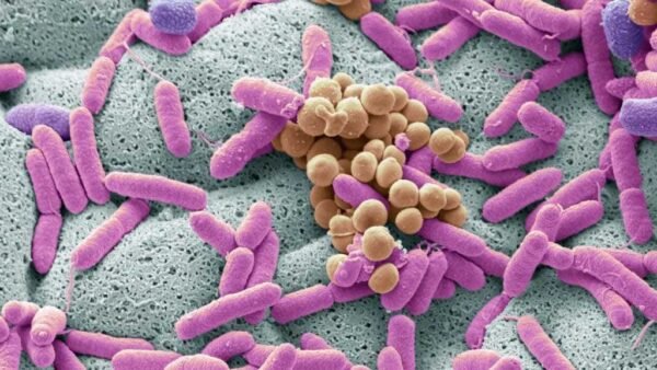 Bacillus