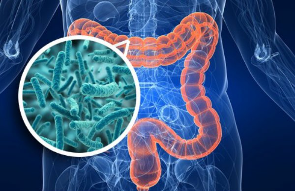 ¿Qué es la Microbiota?